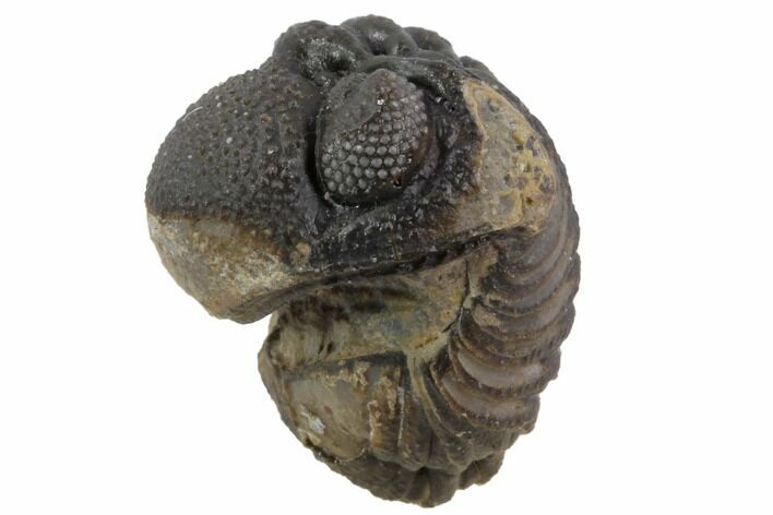 Bumpy Enrolled Morocops (Phacops) Trilobite #86443